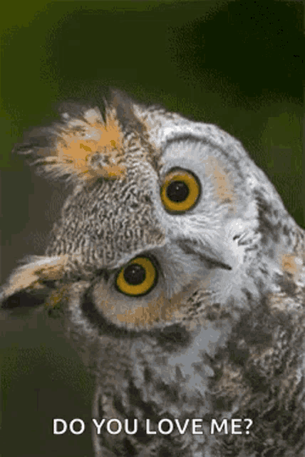 a close up of an owl with the words `` do you love me '' written on it .