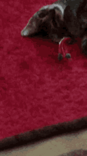 a cat laying on a red carpet with a green collar