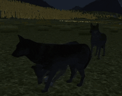 a couple of black dogs standing in a field at night