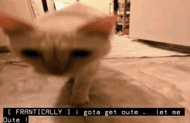 a cat with a caption that says frantically i gota get oute
