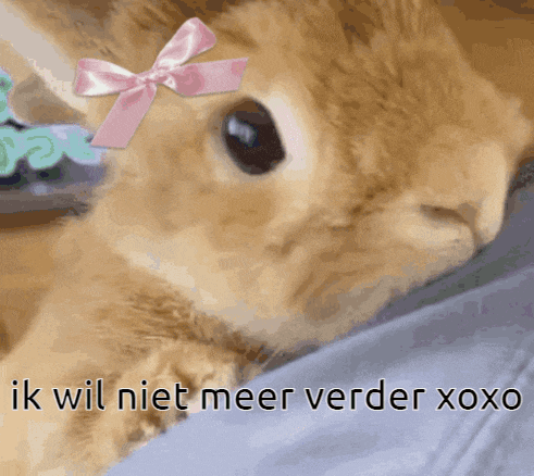 a cat with a pink bow on its head and the words ik wil niet meer verder xoxo on the bottom