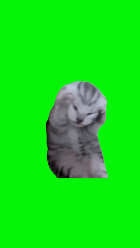 Cat Meme Stress GIF - Cat Meme Stress My Brain GIFs
