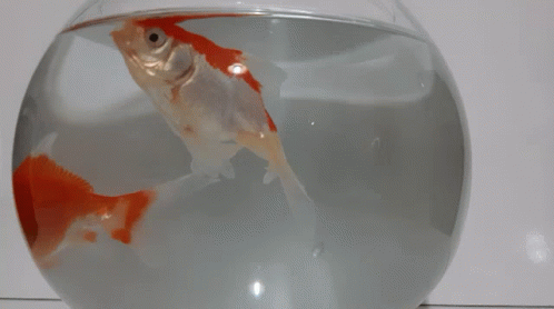 Orange Fish GIF - Orange Fish GIFs