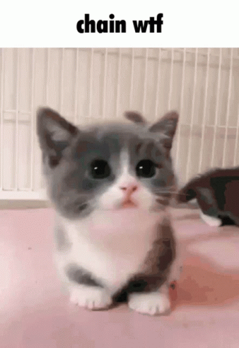 Cat New Polynomers City GIF - Cat New Polynomers City New Polynomers Country GIFs