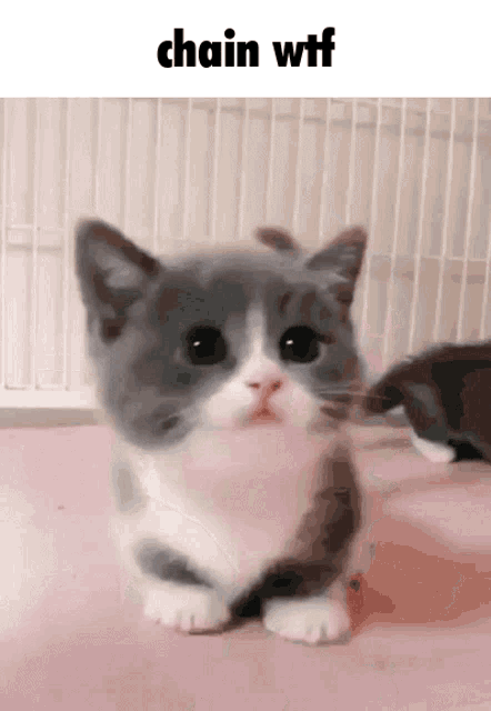 a gray and white kitten is sitting on a pink surface with the caption chain wtf