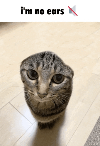 a picture of a cat with the words i 'm no ears above it