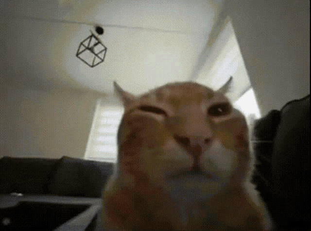 a close up of a cat 's face with a cube hanging from the ceiling