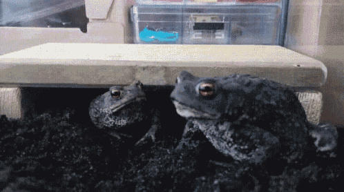 Frogs GIF - Frogs GIFs