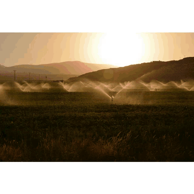 a field of grass is being watered by sprinklers
