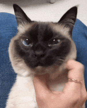 Berry Cat GIF - Berry Cat Siamese GIFs