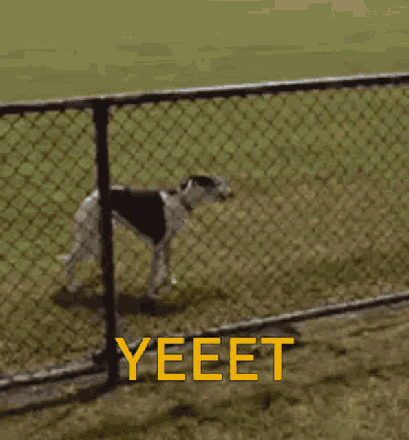 Yeet Animal GIF - Yeet Animal Dog GIFs