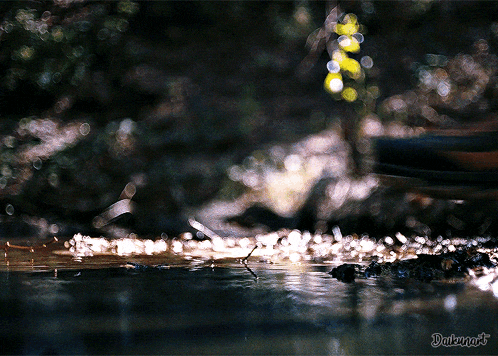 a blurred image of a body of water with a watermark that says darknart