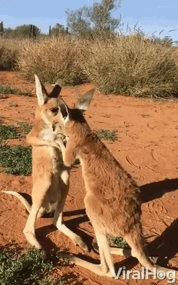 two kangaroos standing next to each other in a field with the words viralhog on the bottom right