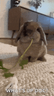 a rabbit is eating a green leaf on the floor and says `` what 's up doc ? ''