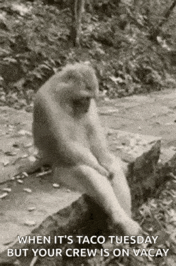 a monkey is sitting on a rock in the woods and looking at something .