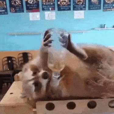 a raccoon is laying on its back on a table drinking from a glass .