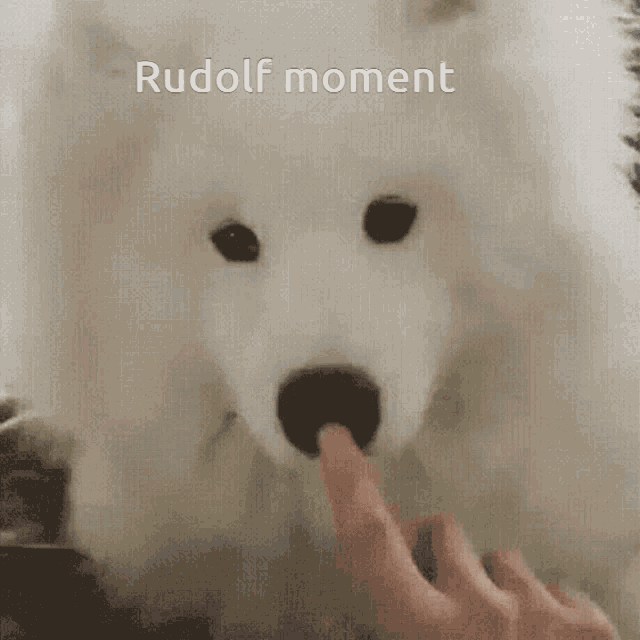 Dog Rudolf GIF - Dog Rudolf GIFs
