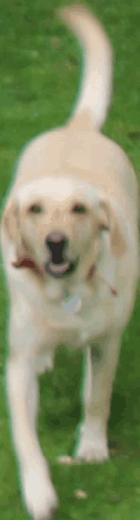 a dog with a tag that says ' amanda ' on it is running in the grass