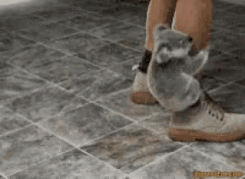a koala bear is sitting on a person 's foot