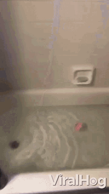 Shower Bath GIF - Shower Bath Corgi GIFs