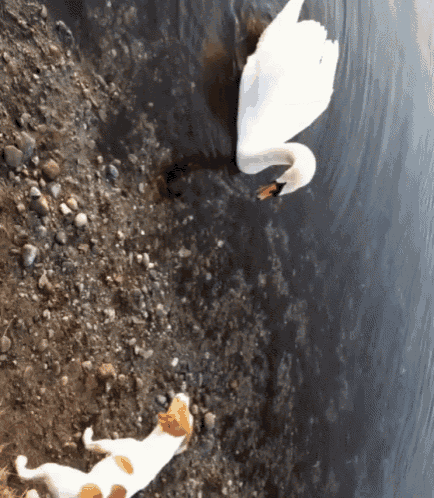 Swan Dog GIF - Swan Dog Scared GIFs
