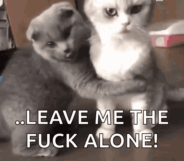 two cats hugging with the words leave me the fuck alone