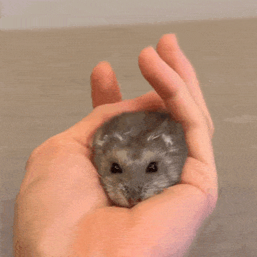 a person is holding a small grey hamster in their hand