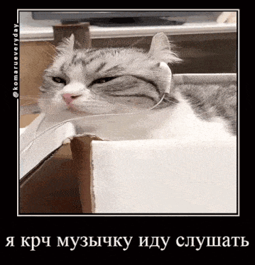 a cat wearing headphones laying in a box