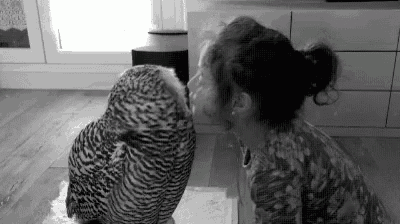 a black and white photo of a woman kissing an owl on the nose .