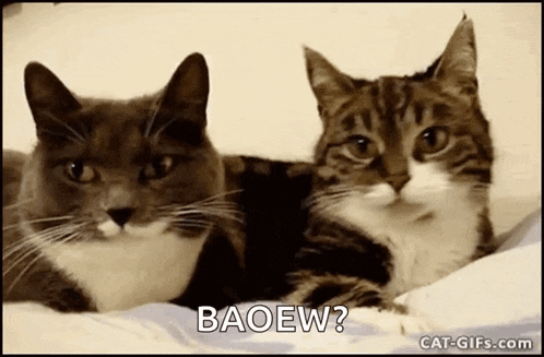 two cats are laying next to each other on a bed and one of them says baoew ?