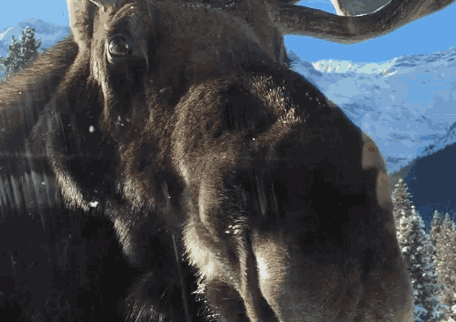 Moose Avegerman GIF - Moose Avegerman Ajax GIFs