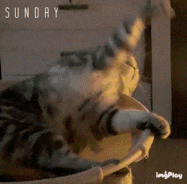 a cat is laying on a couch with the word sunday written above it