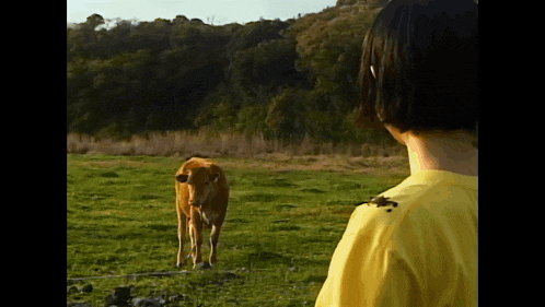 a woman in a yellow shirt is standing in a field with a cow .