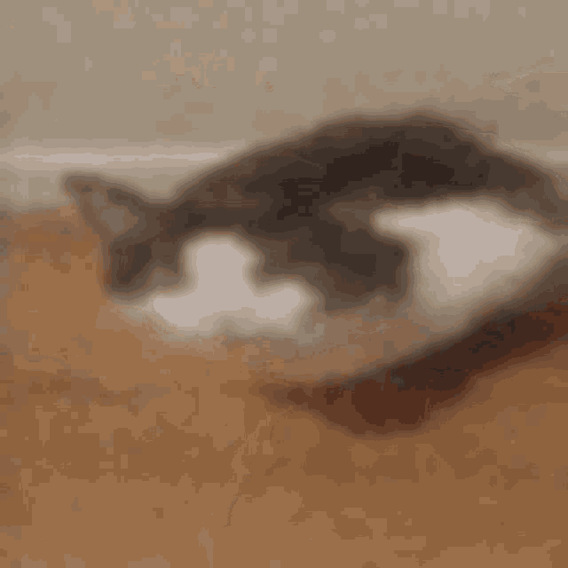 Cat GIF