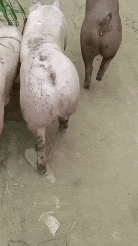 three pigs are walking on a dirt road and one of them has a hole in its butt
