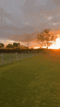a fenced in field with sheep and a sunset in the background