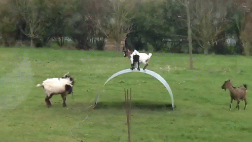 Goats Playing With A Sheet Of Metal GIF - Goats Play Fun GIFs