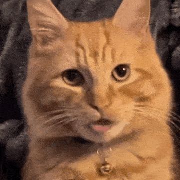 a close up of a cat with its tongue hanging out .