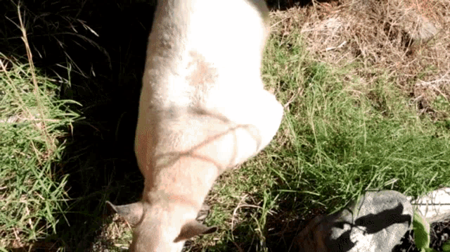 a goat is standing in the grass and looking at something