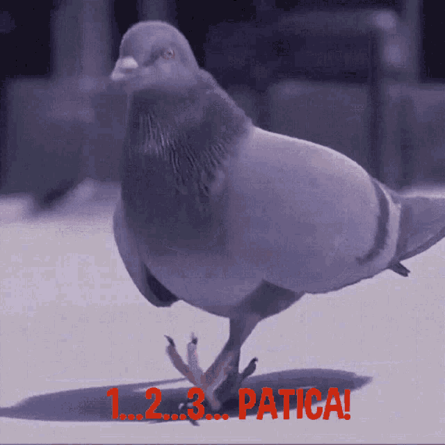 Patica Dancebird GIF - Patica Dancebird GIFs
