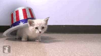 Such An Adorable Patriot GIF - GIFs
