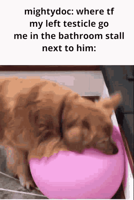 a dog is laying on a pink ball next to a text that says mightydoc