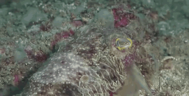 Can You See Me Squid GIF - Can You See Me Squid Hide GIFs