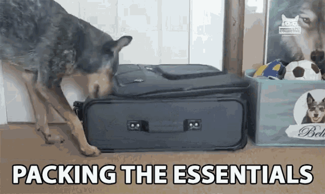 Packing The Essentials All Packed Up GIF - Packing The Essentials All Packed Up Dog GIFs