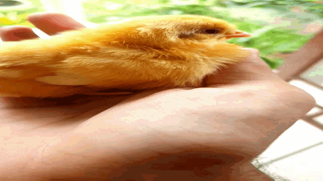 a close up of a person holding a small chicken