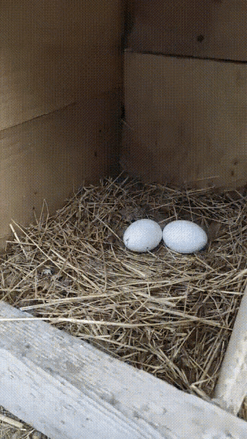 two white eggs are sitting in a nest of hay