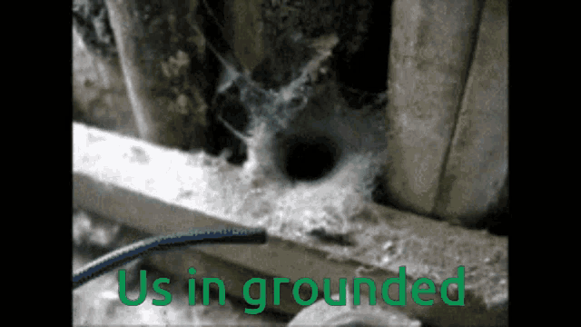 Grounded Spider GIF - Grounded Spider GIFs