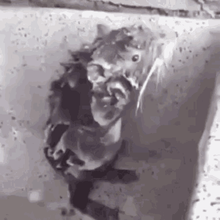 Rat Taking A Bath GIF - Rat Taking A Bath Shampoo GIFs