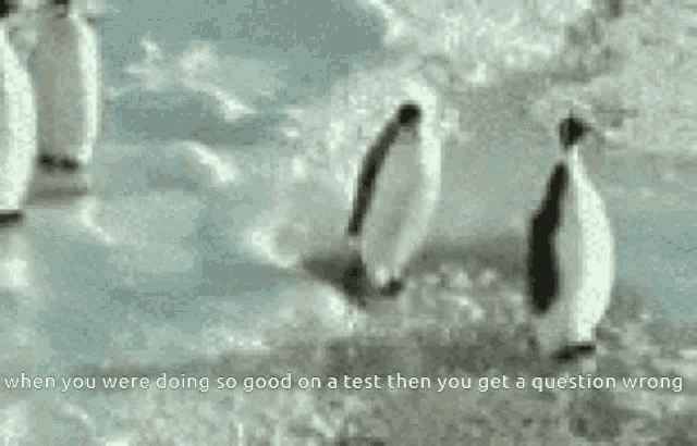 Test Penguin GIF - Test Penguin Slap GIFs