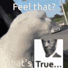 a cat is looking at a picture of a man and says feel that that 's true ..